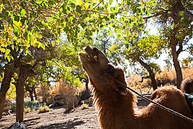 一小孩和妈妈摘胡萝卜：田园物语亲子驾驶协作，温馨农场共度欢乐时光-2