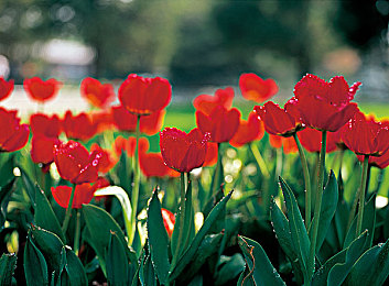 男生和女生干逼APP：极速狂飙与城市飞车，竞速世界的双轨美学-3