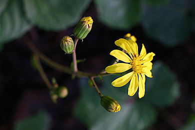 男生桶女生app：极速对抗新游上线，双阵营竞速引爆改装对决热潮-1
