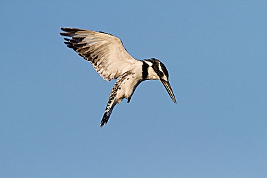 男生桶女生app：极速对抗新游上线，双阵营竞速引爆改装对决热潮-2